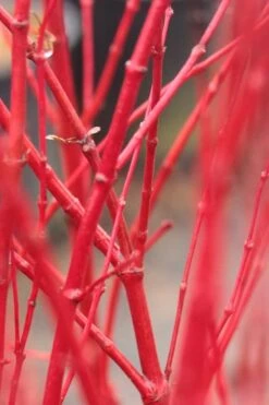 Corvallis Broom Dwarf Coral Bark Japanese Maple - 3 Gallon Pot