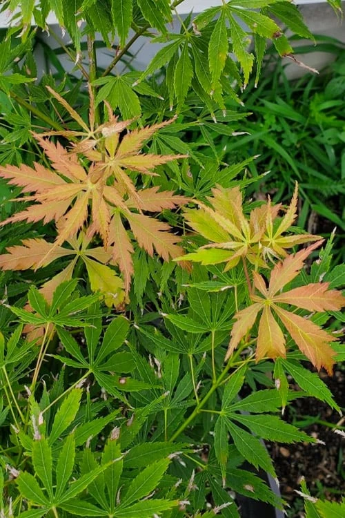 Fascination Japanese Maple - 3 Gallon Pot - Image 6