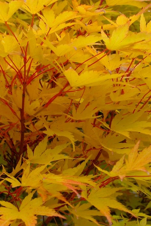 Corvallis Broom Dwarf Coral Bark Japanese Maple - 3 Gallon Pot - Image 7