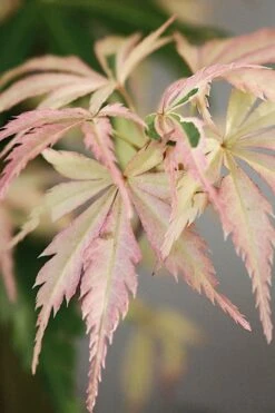Hana Tsukasa Japanese Maple - 3 Gallon Pot (2-3')