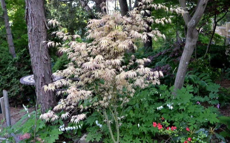 Hana Tsukasa Japanese Maple - 3 Gallon Pot (2-3') - Image 5