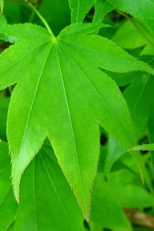 Hogyoku Japanese Maple - 1 Gallon Pot - Image 7