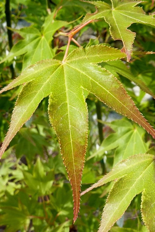 Hogyoku Japanese Maple - 1 Gallon Pot - Image 6