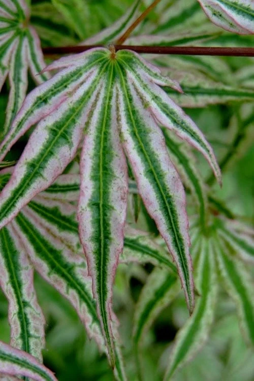 Ikandi Japanese Maple - 3 Gallon Pot (4-5') - Image 9