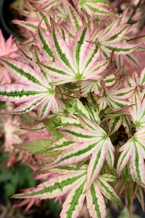 Ikandi Japanese Maple - 3 Gallon Pot (4-5') - Image 8