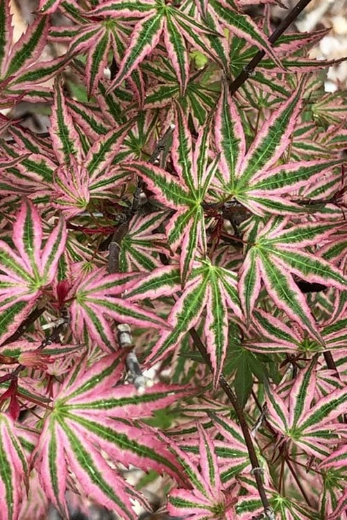 Ikandi Japanese Maple - 3 Gallon Pot (4-5') - Image 7
