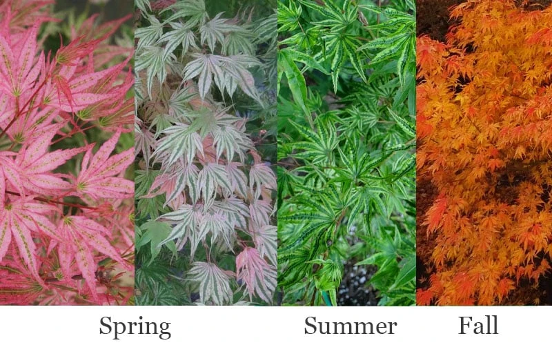 Ikandi Japanese Maple - 3 Gallon Pot (4-5') - Image 4