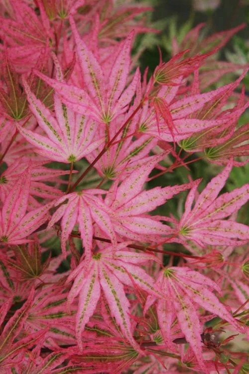 Ikandi Japanese Maple - 3 Gallon Pot (4-5') - Image 5