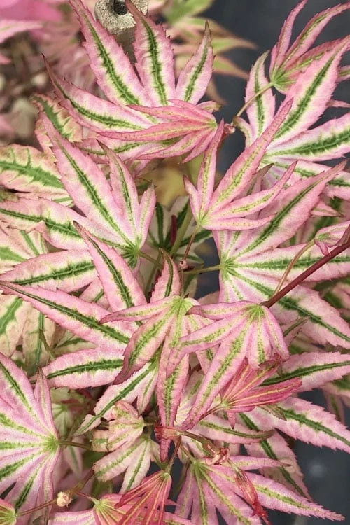 Ikandi Japanese Maple - 3 Gallon Pot (4-5') - Image 6