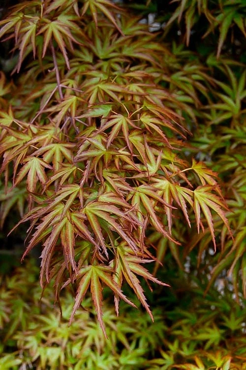 Eagle's Claw Japanese Maple - (Acer Palmatum 'Kamagata') - 5 Gallon Pot - Image 4