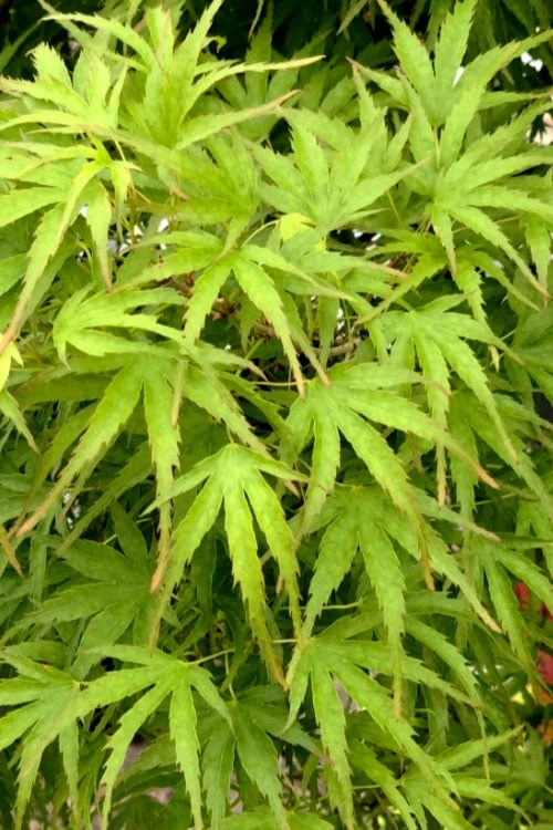 Eagle's Claw Japanese Maple - (Acer Palmatum 'Kamagata') - 5 Gallon Pot - Image 5