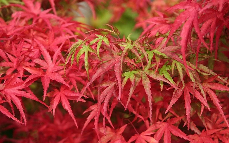 Eagle's Claw Japanese Maple - (Acer Palmatum 'Kamagata') - 5 Gallon Pot - Image 6