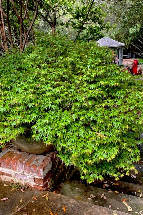 Kiyohime Spreading Japanese Maple - 1 Gallon Pot - Image 9