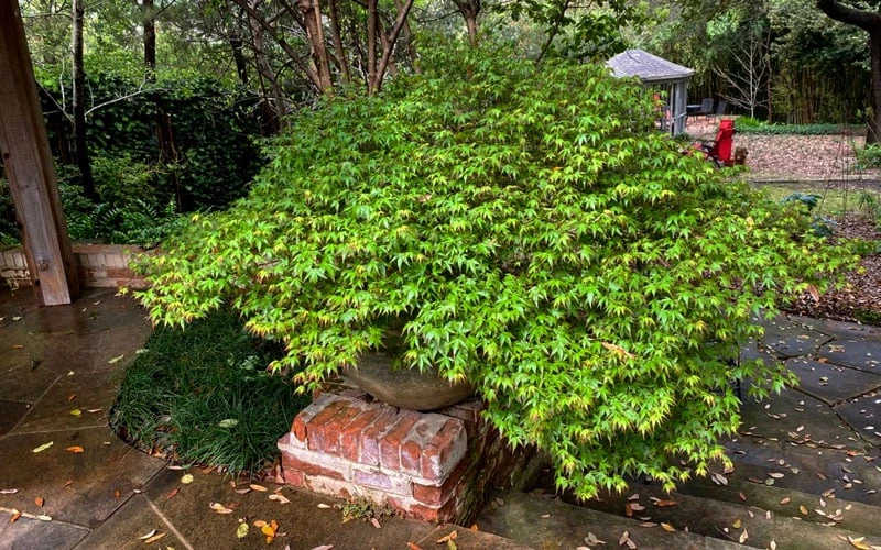 Kiyohime Spreading Japanese Maple - 1 Gallon Pot - Image 4