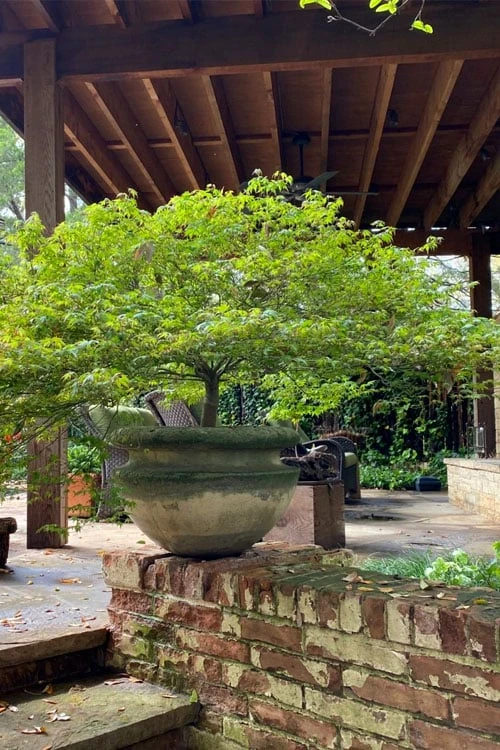 Kiyohime Spreading Japanese Maple - 1 Gallon Pot - Image 6
