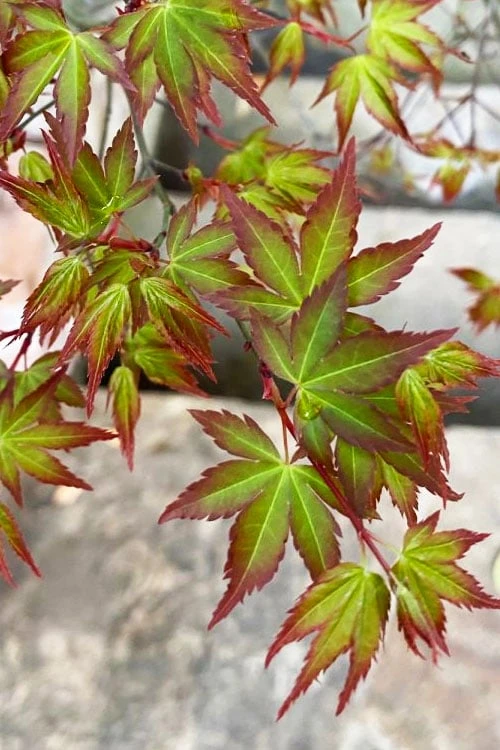 Kiyohime Spreading Japanese Maple - 1 Gallon Pot - Image 8