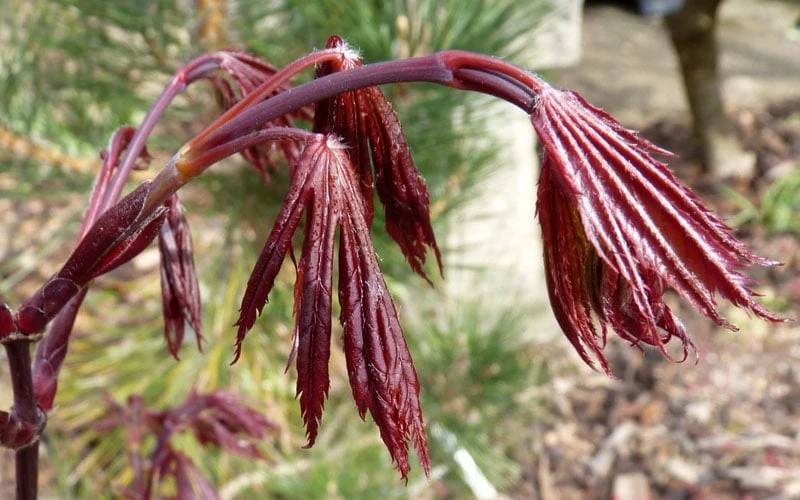 Trompenburg Japanese Maple - 5 Gallon Pot - Image 6