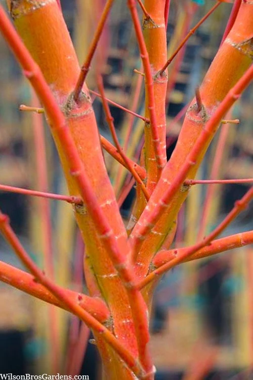 Wild Fire Coral Bark Japanese Maple - 3 Gallon Pot
