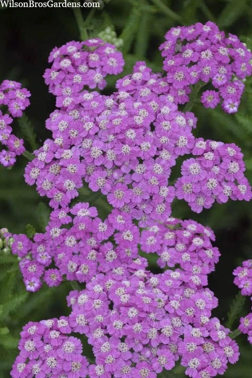 Firefly Amethyst Yarrow (Achillea) - 1 Gallon Pot - Image 4