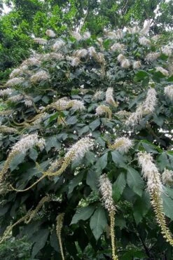 Roger's White Bottlebrush Buckeye (Aesculus Parviflora) - 1 Gallon Pot