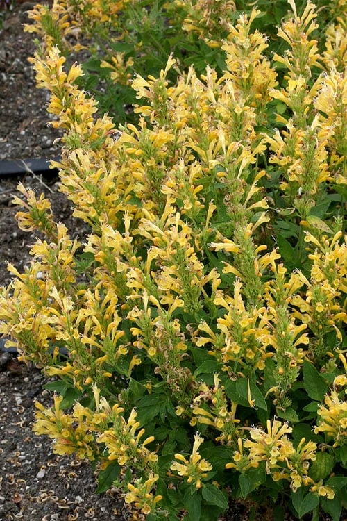 Poquito Butter Yellow Agastache (Hummingbird Mint) - 5 Pack Of Quart Pots - Image 5