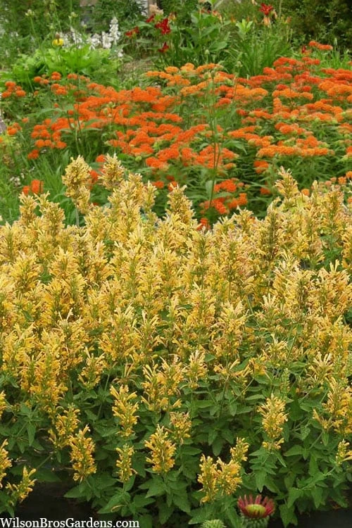 Poquito Butter Yellow Agastache (Hummingbird Mint) - 5 Pack Of Quart Pots - Image 4