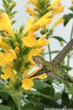 Poquito Butter Yellow Agastache (Hummingbird Mint) - 5 Pack Of Quart Pots
