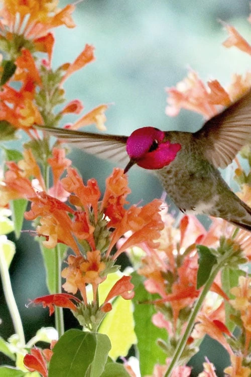 Poquito Orange Agastache (Hummingbird Mint) - 5 Pack Of Quart Pots - Image 5
