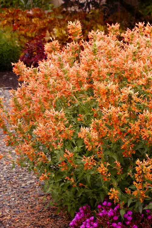 Poquito Orange Agastache (Hummingbird Mint) - 5 Pack Of Quart Pots - Image 4