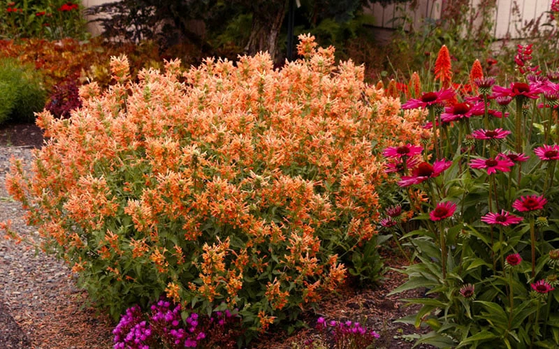 Poquito Orange Agastache (Hummingbird Mint) - 1 Gallon Pot - Image 6