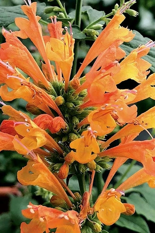 Poquito Orange Agastache (Hummingbird Mint) - 5 Pack Of Quart Pots - Image 7