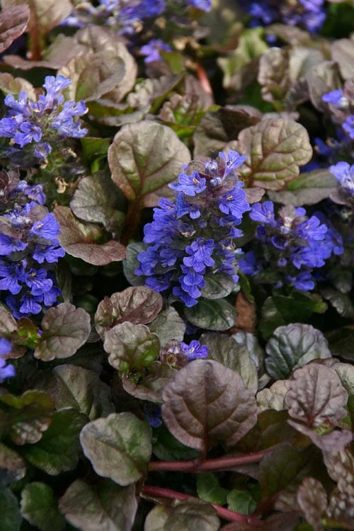 Bronze Beauty Ajuga - Bugleweed - 18 Count Flats Of Pint Pots - Image 4