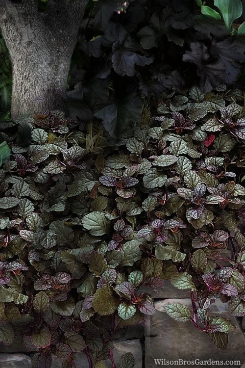 Bronze Beauty Ajuga - Bugleweed - 1 Gallon Pot - Image 4