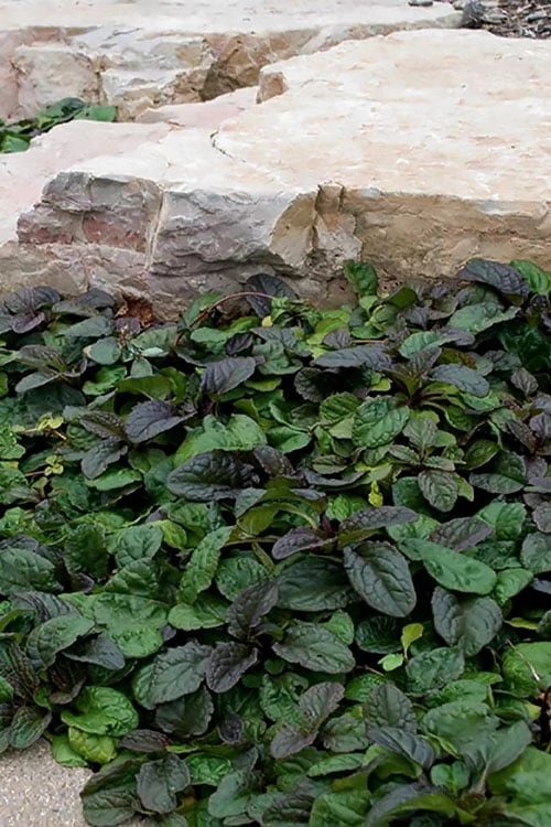 Bronze Beauty Ajuga - Bugleweed - 18 Count Flats Of Pint Pots - Image 6
