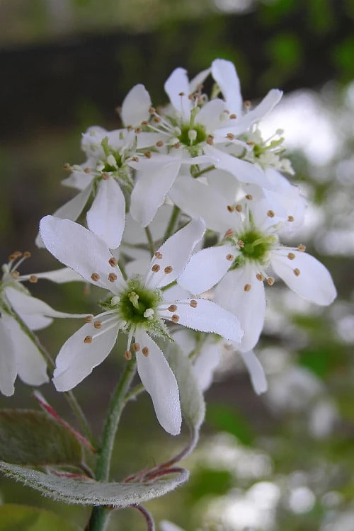 Autumn Brilliance Serviceberry Tree - 1 Gallon Pot - Image 5