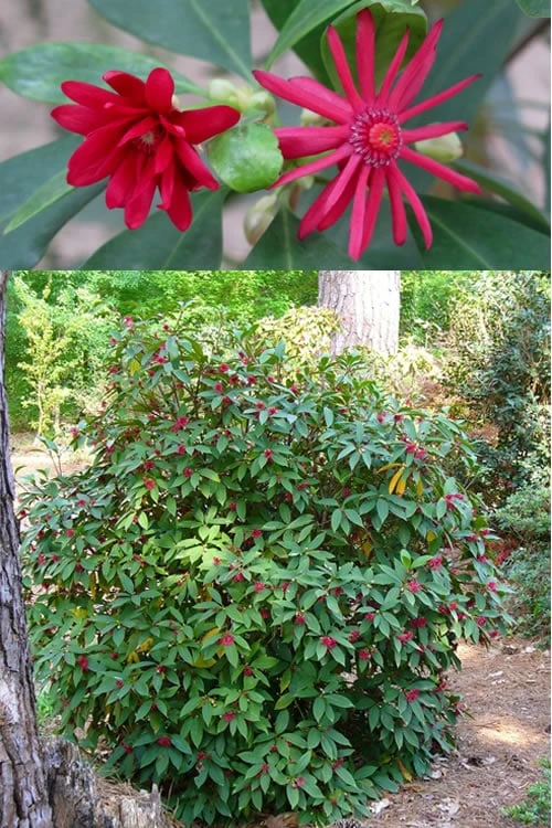 Florida Anise - Illicium Floridanum - 6 Pack Of 1 Gallon Pots - Image 4
