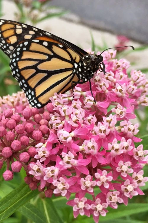 Rose Swamp Milkweed (Asclepias Incarnata) - 1 Gallon Pot - Image 10