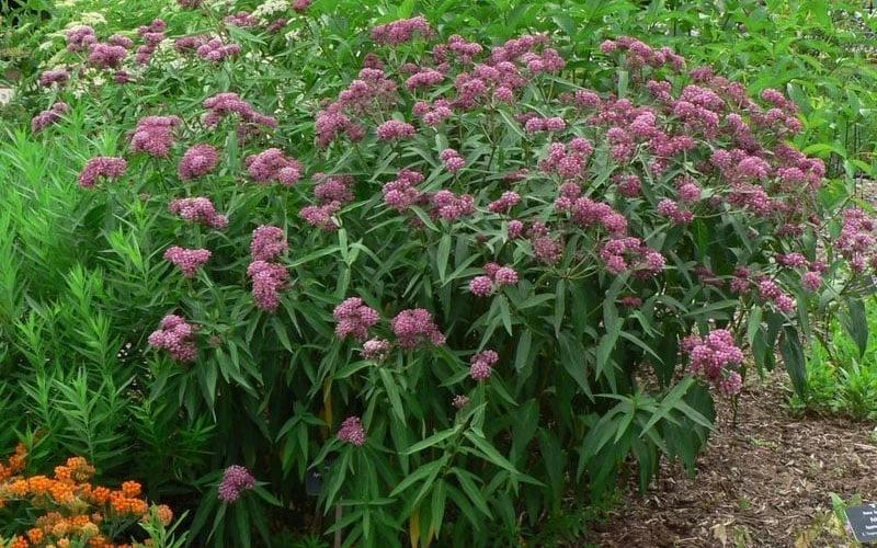 Rose Swamp Milkweed (Asclepias Incarnata) - 1 Gallon Pot - Image 7