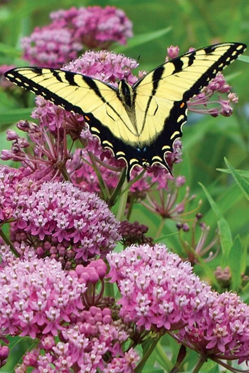 Rose Swamp Milkweed (Asclepias Incarnata) - 1 Gallon Pot