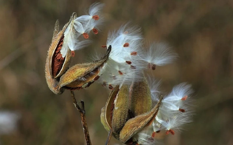 Rose Swamp Milkweed (Asclepias Incarnata) - 1 Gallon Pot - Image 8