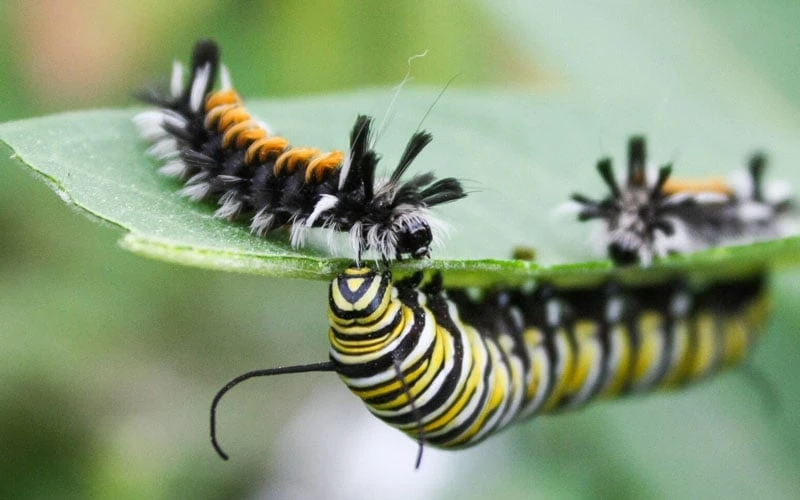 Rose Swamp Milkweed (Asclepias Incarnata) - 1 Gallon Pot - Image 6