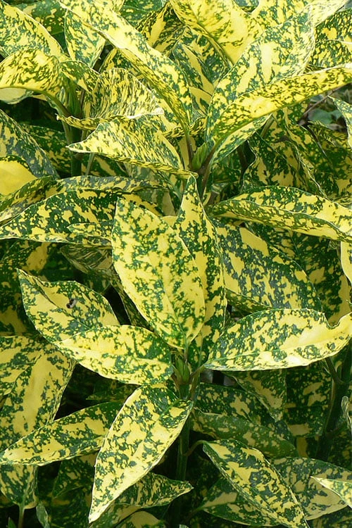 Marmorata Aucuba (Japanese Laurel) - 2.5 Gallon Pot