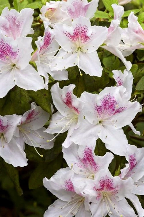 Joga Satsuki Azalea - 3 Gallon Pot - Image 4