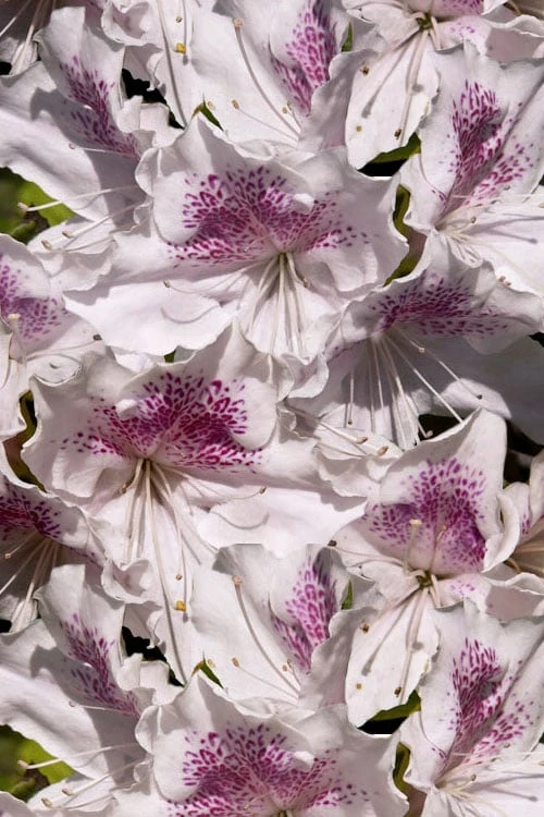 Joga Satsuki Azalea - 3 Gallon Pot - Image 6