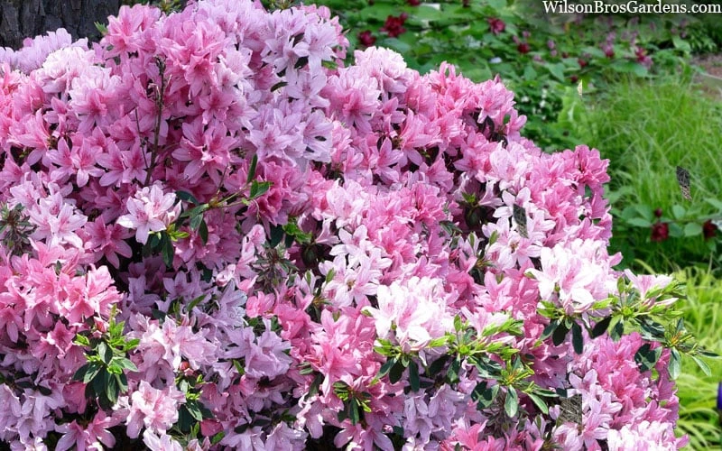 Northlake Beauty Azalea - 1 Gallon Pot - Image 4