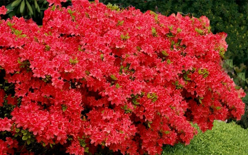 Stewartstonian Azalea - 1 Gallon Pot - Image 7