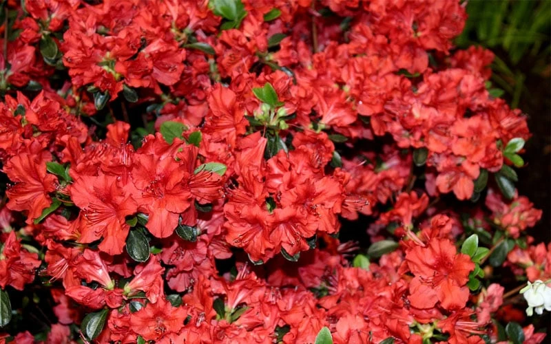 Stewartstonian Azalea - 1 Gallon Pot - Image 8