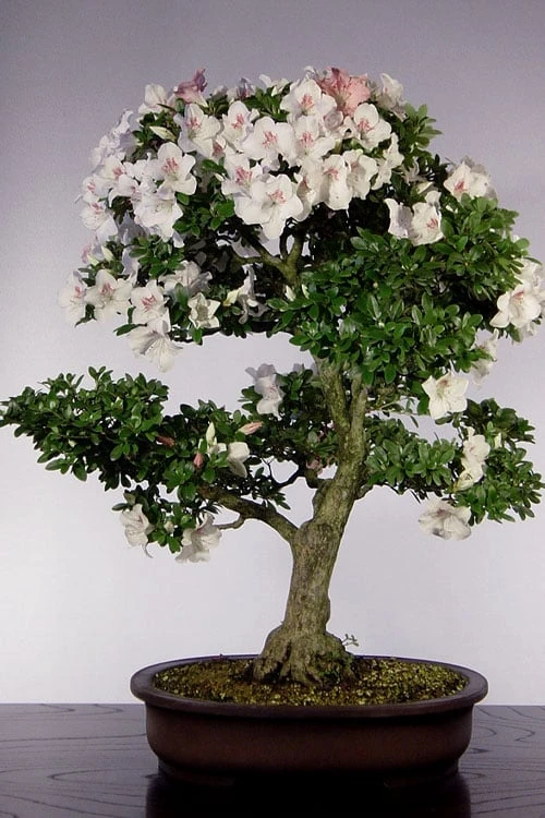 Joga Satsuki Azalea - 3 Gallon Pot - Image 5