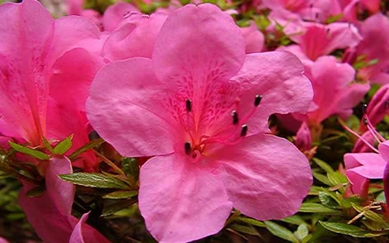 Chinzan Dwarf Azalea - 1 Gallon Pot - Image 6
