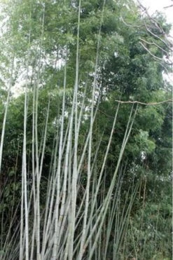 Black Stripe Bamboo - Phyllostachys Nigra Megurochiku - 3 Gallon Pot
